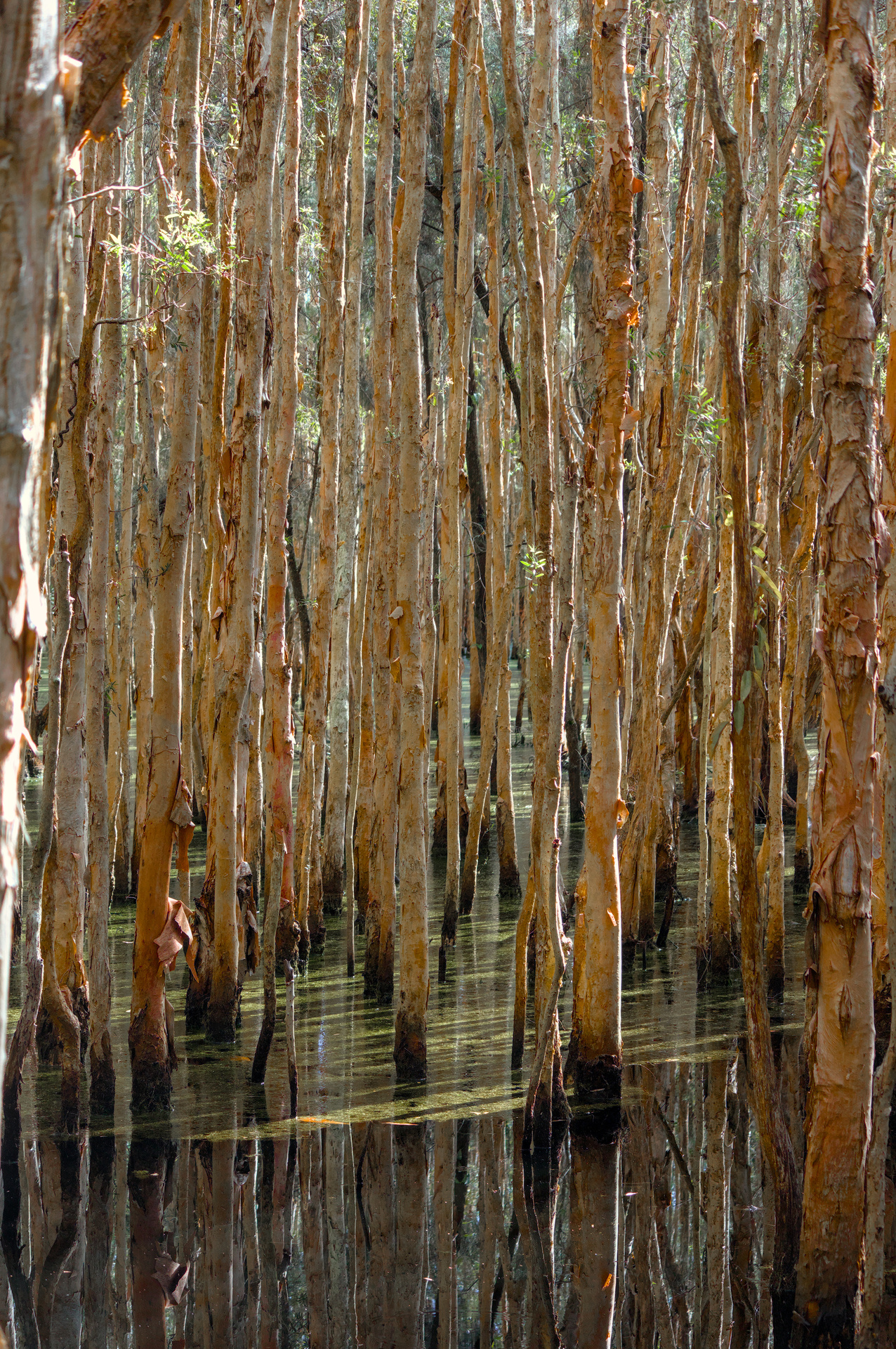 Densely packed group of orange trees sticking out of and reflectd in swampy water.